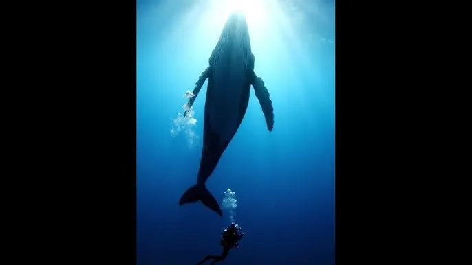 师生畸恋下载 - 深蓝星球：探索海洋深处的未知世界